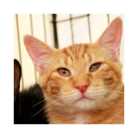 Regalo para Boreal Regalo para un peludo invisible Patitas&co