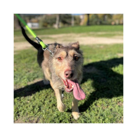 regalo para Amelia Regalo para un peludo invisible Patitas&co