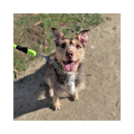 regalo para Amelia Regalo para un peludo invisible Patitas&co