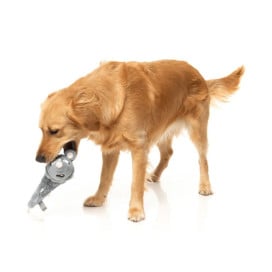 FuzzYard Juguete Rack Off Rat The Yeetz para Perros Patitas&co Patitas&co