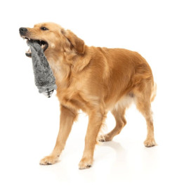 FuzzYard Juguete Mapache The Yeetz para Perro Patitas&co Patitas&co