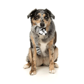 FuzzYard Juguete Mapache The Yeetz para Perro Patitas&co Patitas&co