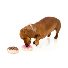 Fuzzyard Juguete Donuts Pack para Perro Juguetes para perros Patitas&co