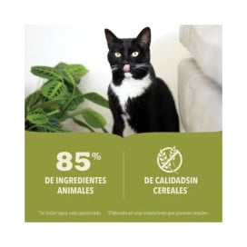 Acana de Lata de Ternera para Gato Comida húmeda para gatos Patitas&co