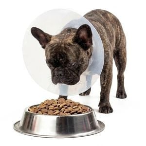 Esterilizados