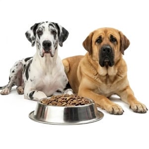 Perros XL