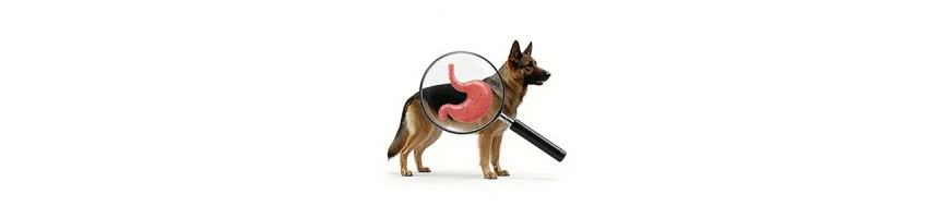 Comida Gastrointestinal para Perros