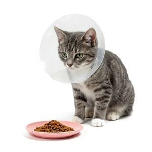 Gato Esterilizado