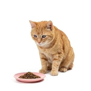 Gatos Sénior