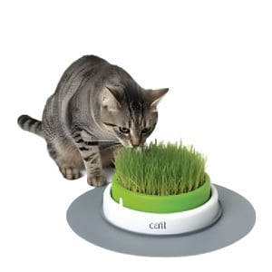 Hierba y Catnip