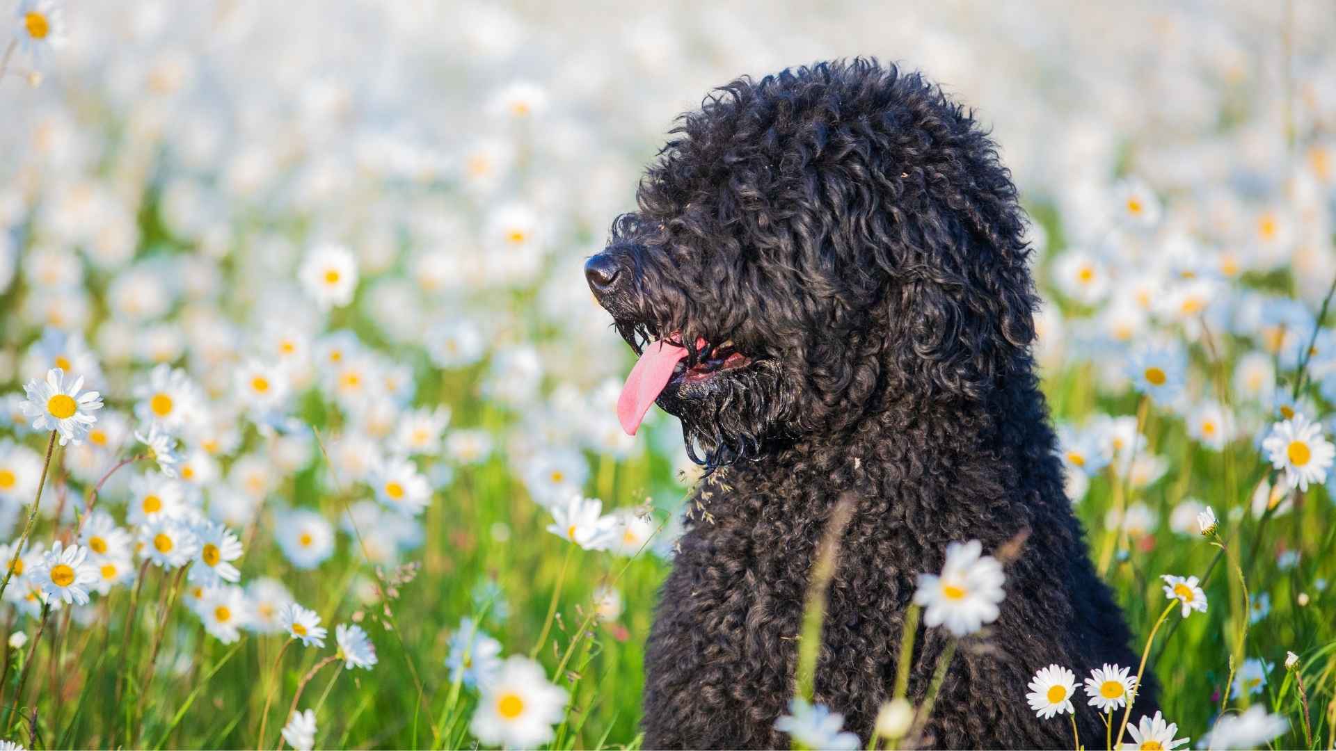 barbet perro pelo rizado
