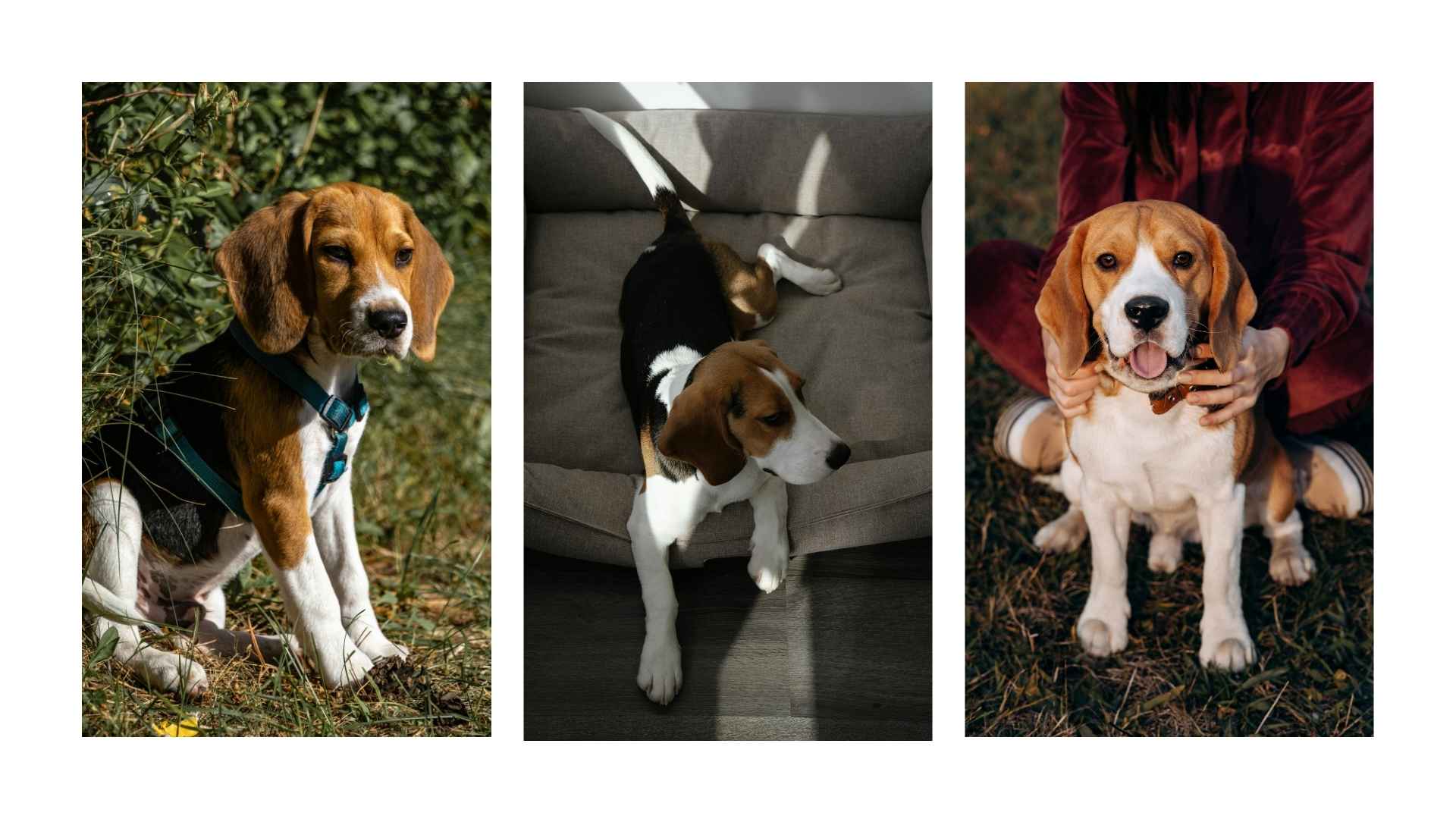 Beagle