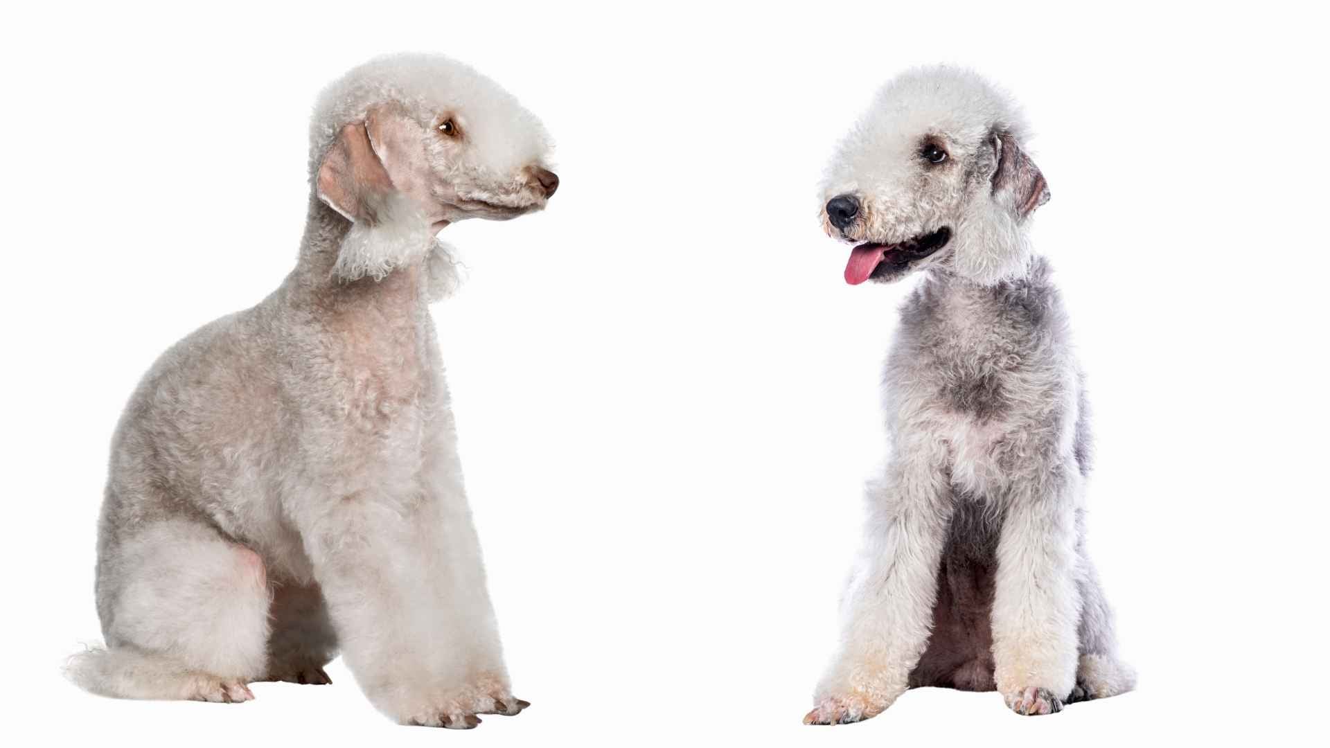 Bedlington Terrier