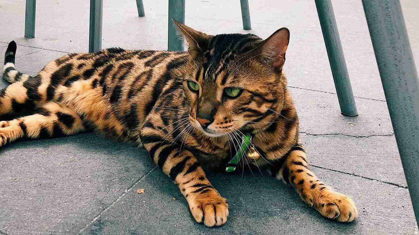 Fotos gato bengalí