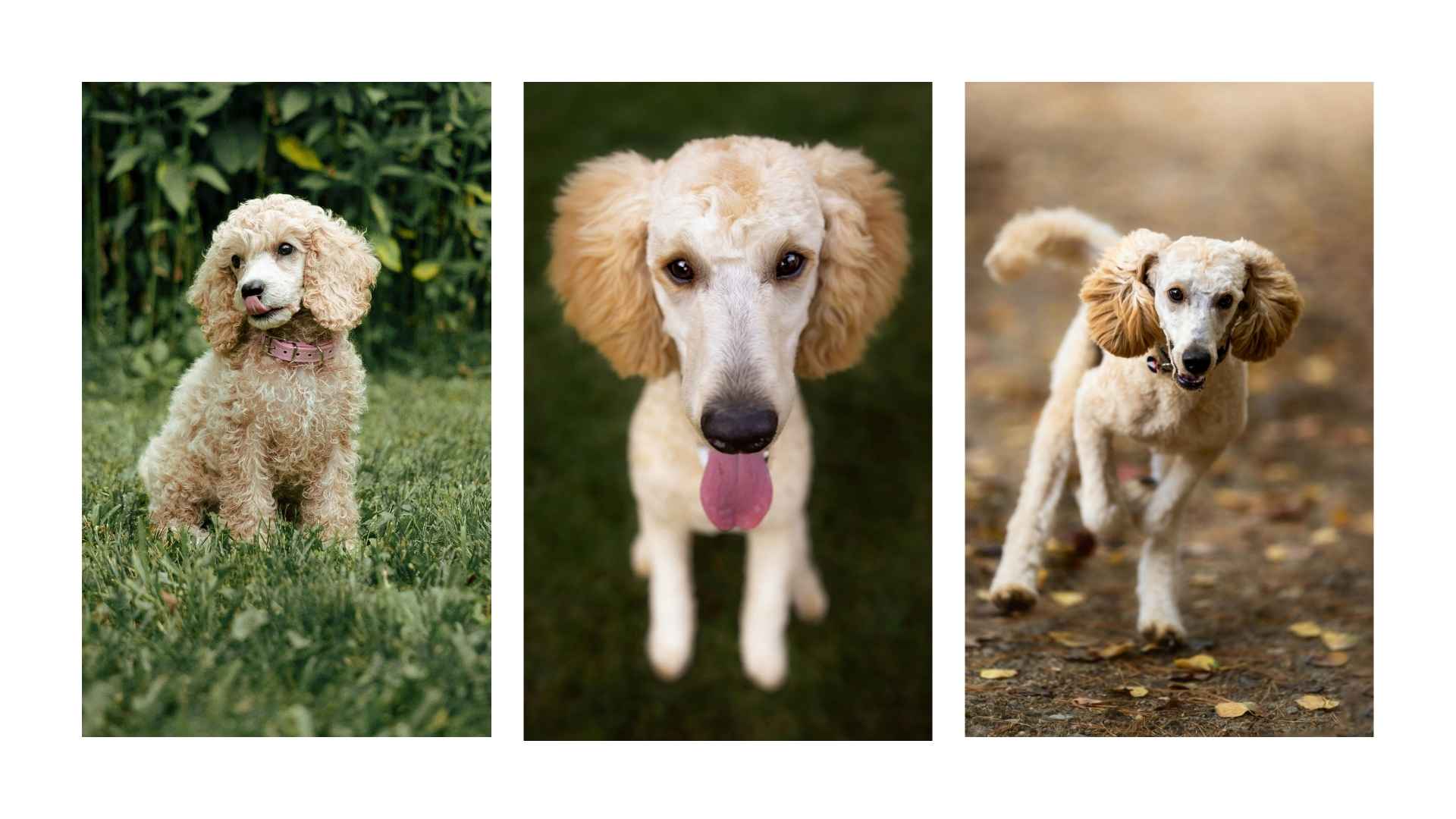 Caniche