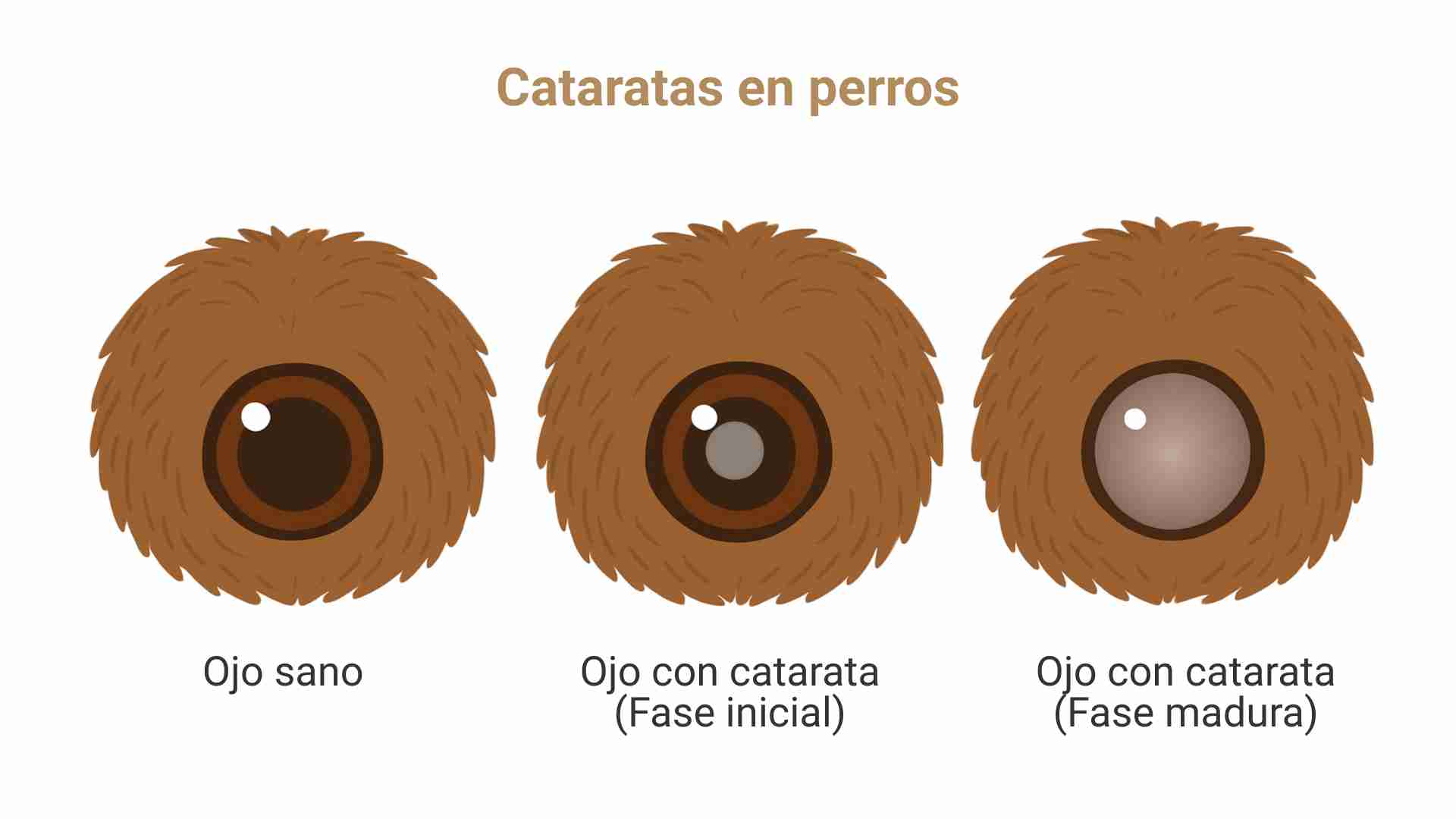 fases cataratas perros