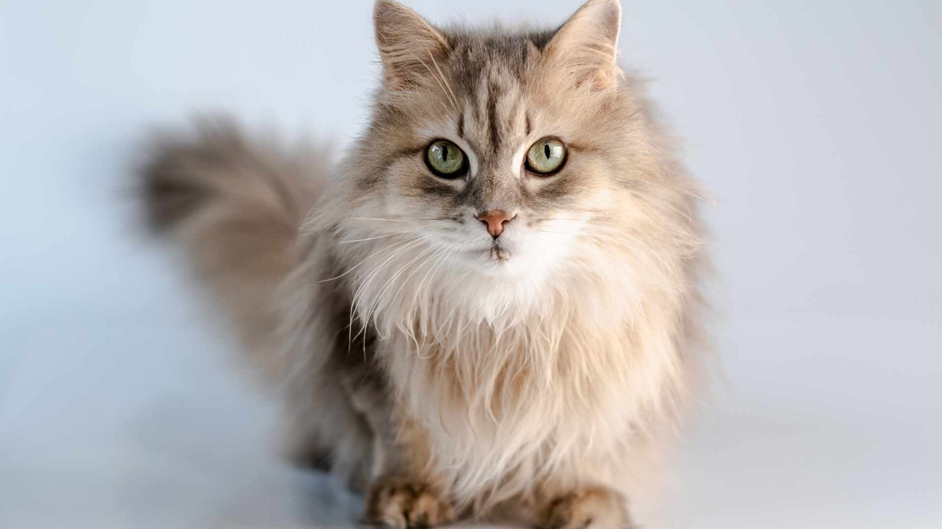Fotos gato Ragamuffin
