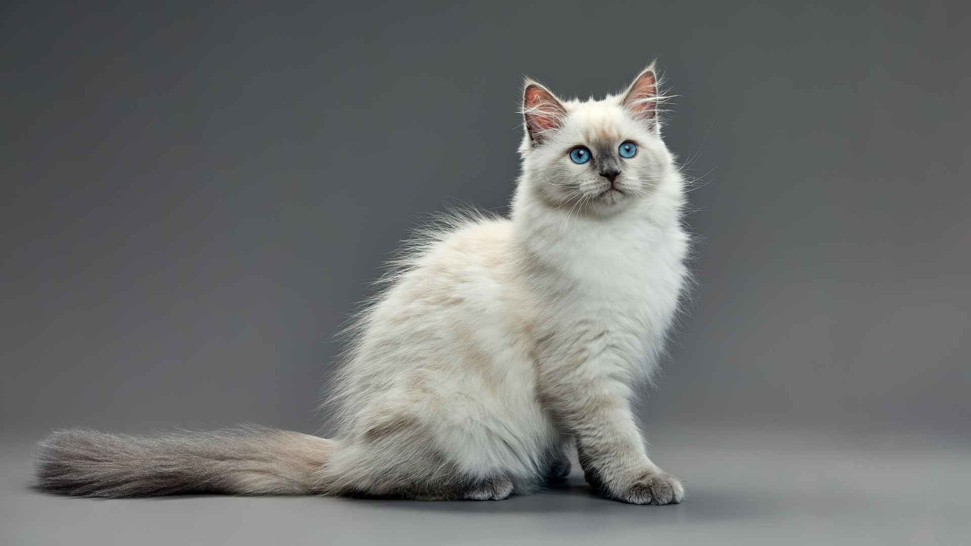 Fotos gato ragdoll