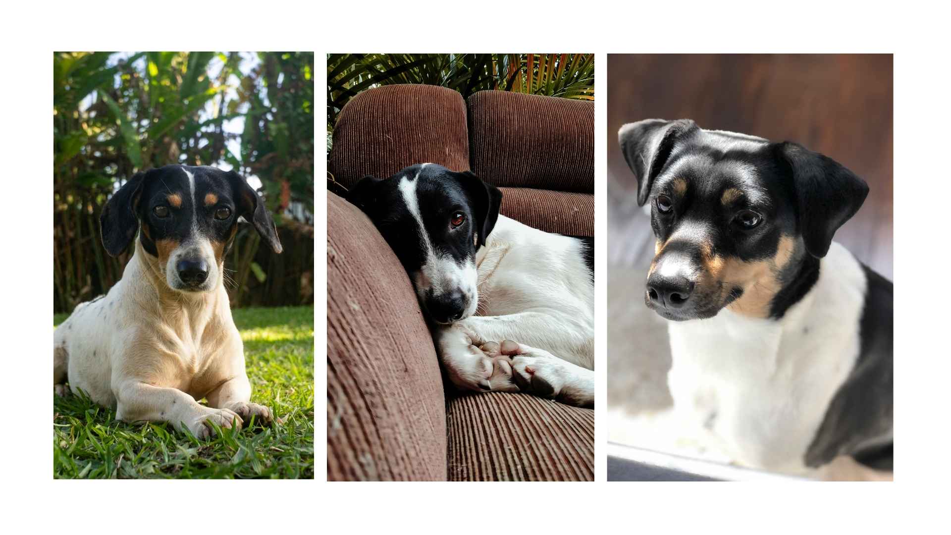 Pero Ratonero Perros de caza: razas, funciones y por qué son grandes compañeros