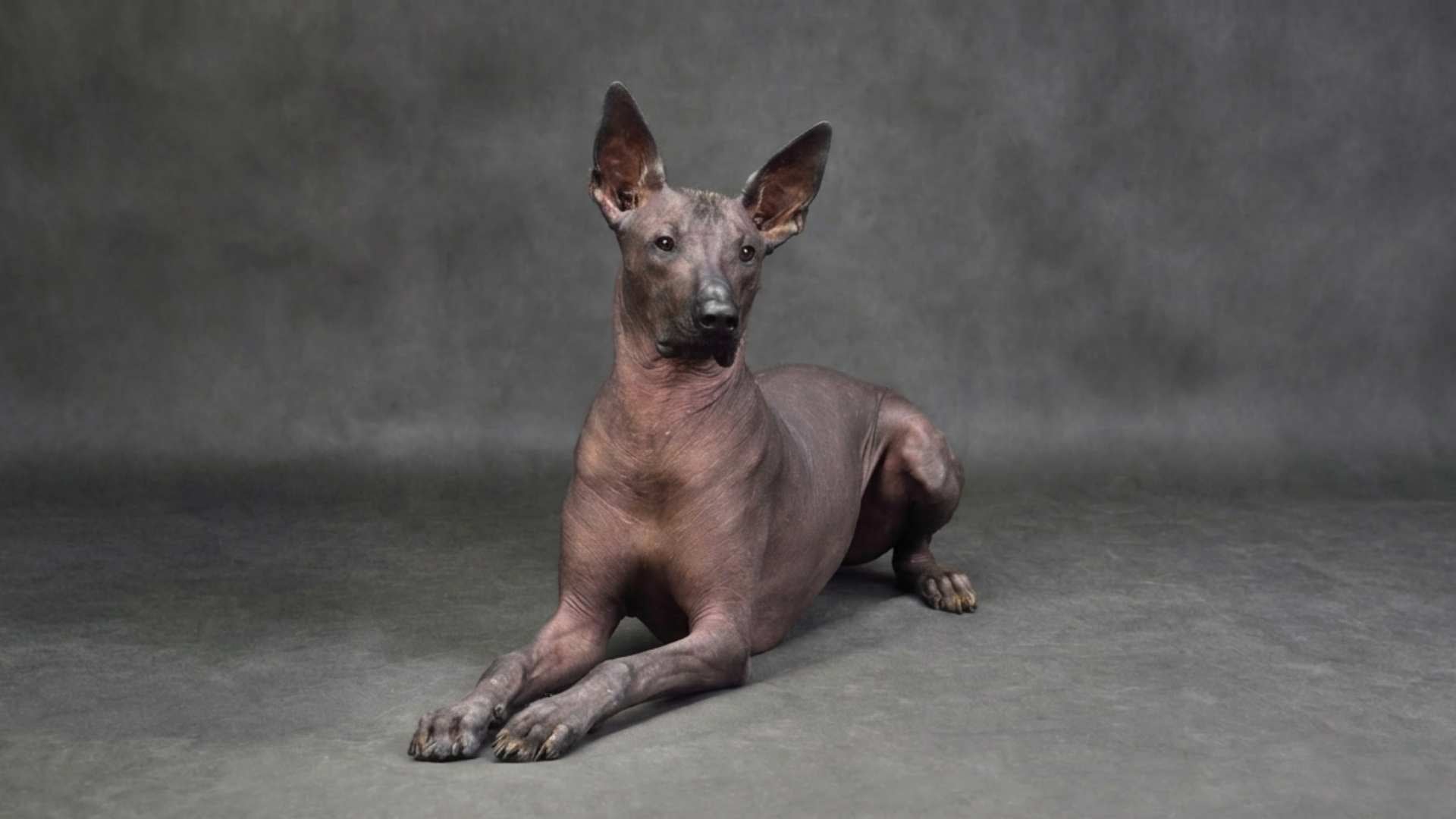 Xoloitzcuintli perro mexicano sin pelo