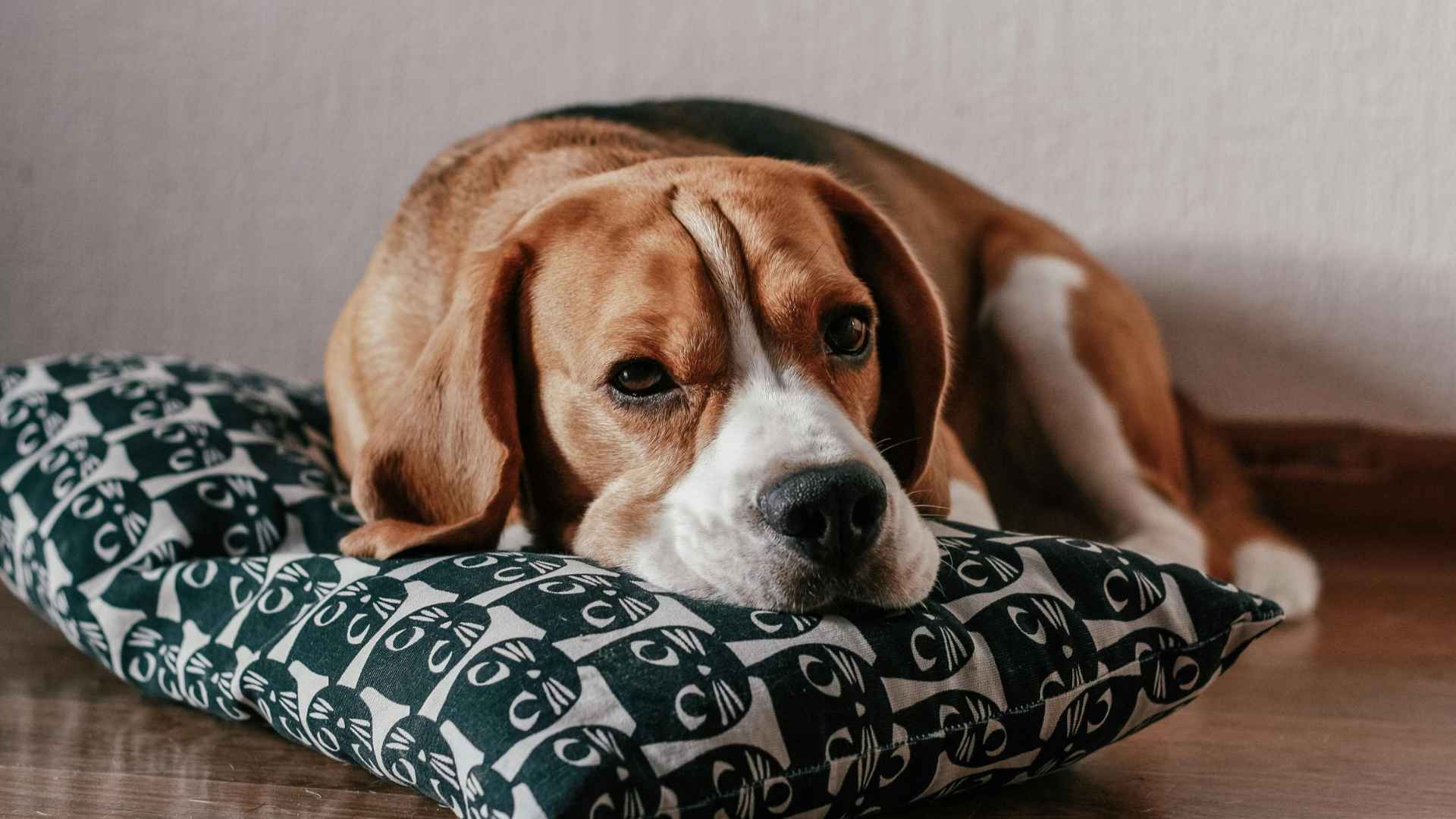beagle