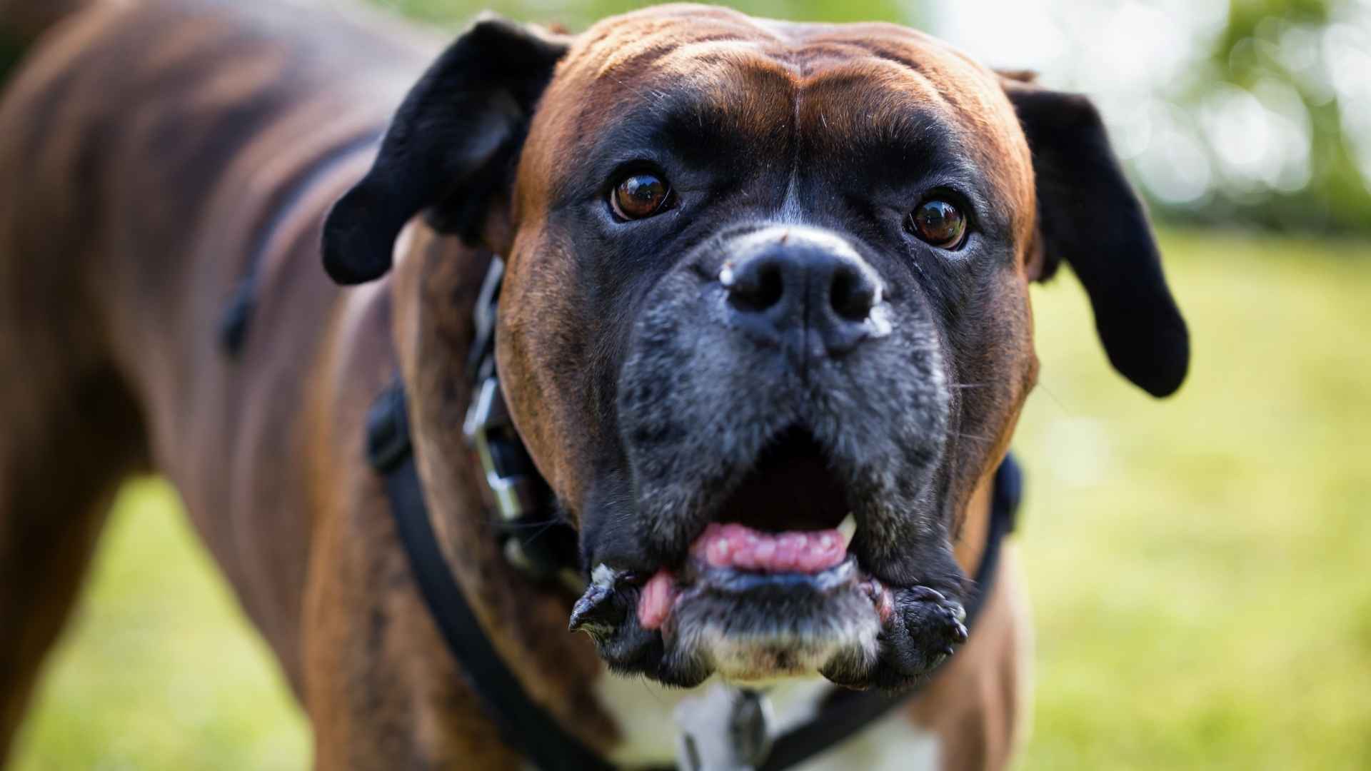 Perro Boxer