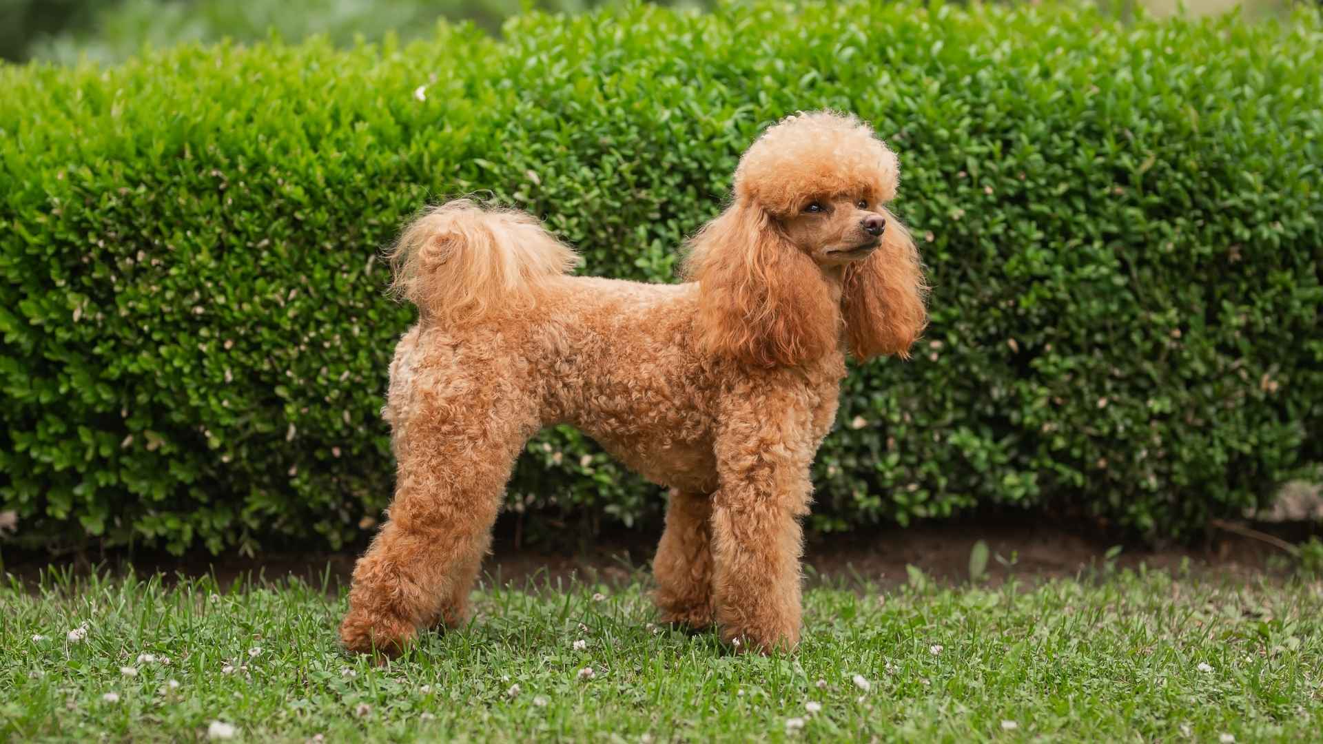 Perro caniche