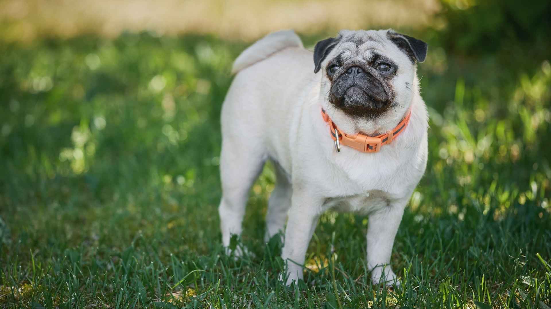 Perro carlino o pug