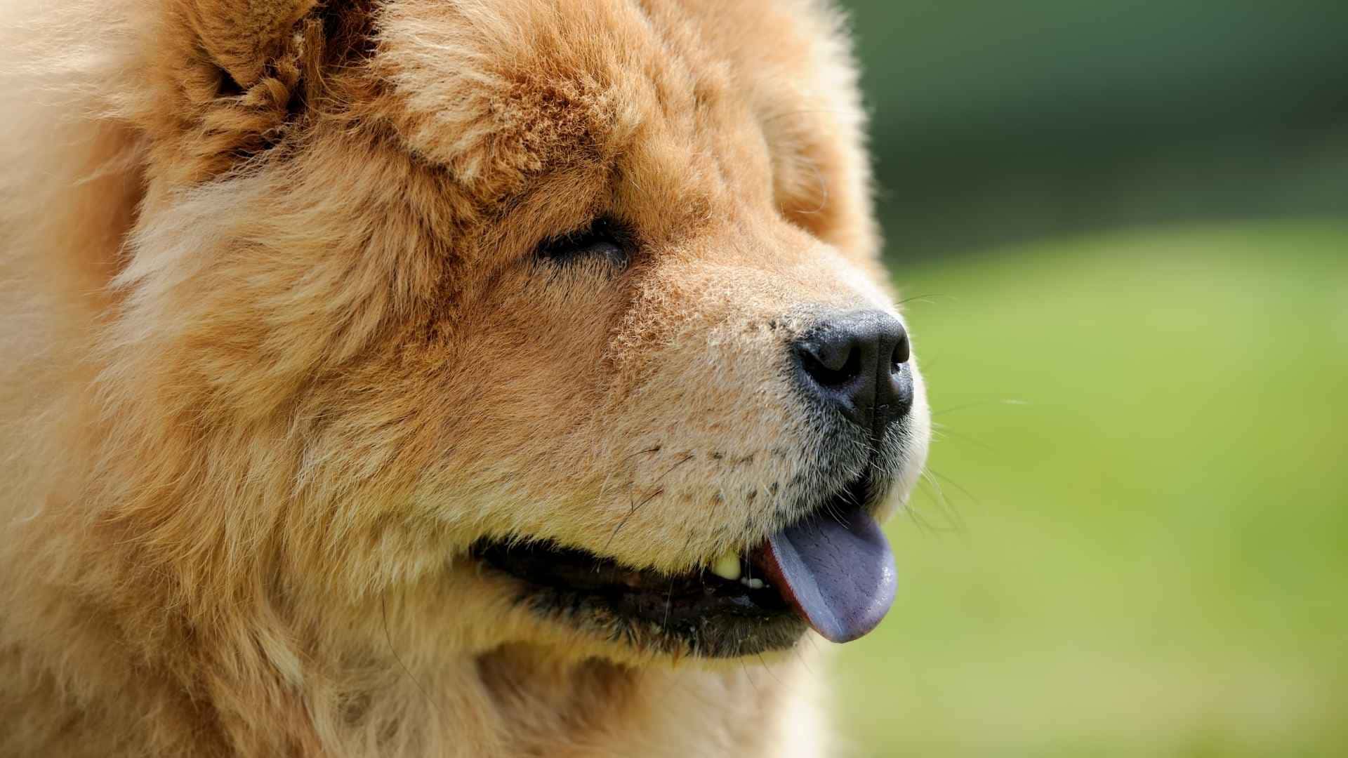 Chow chow con lengua azul