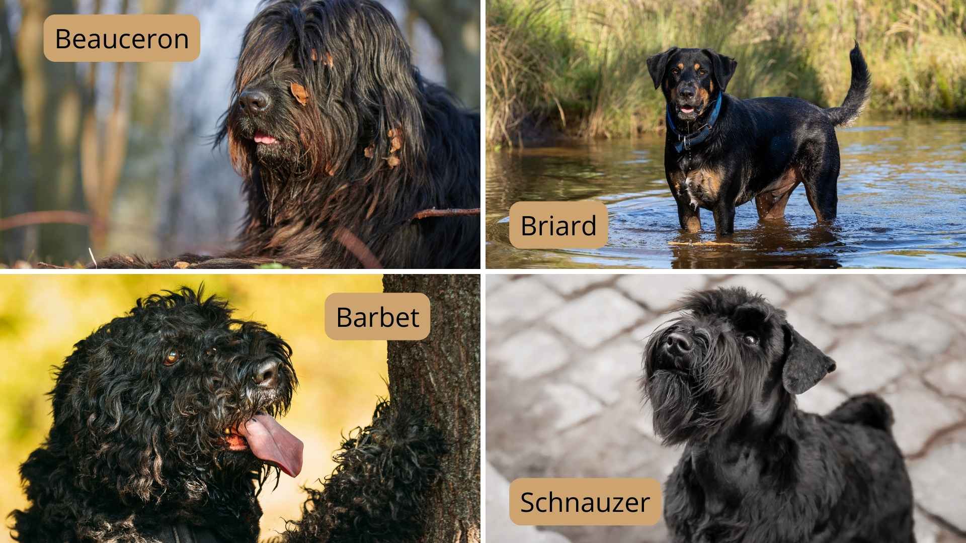 collage other black dog breeds