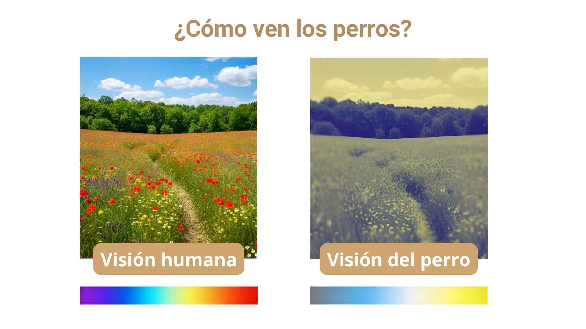 De que color ven los perros