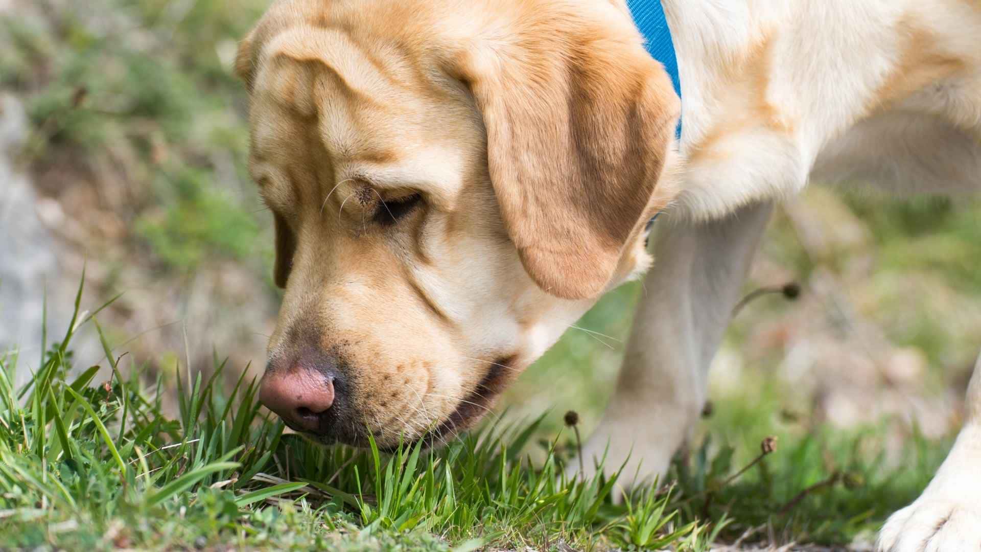 perro come cacas de la calle