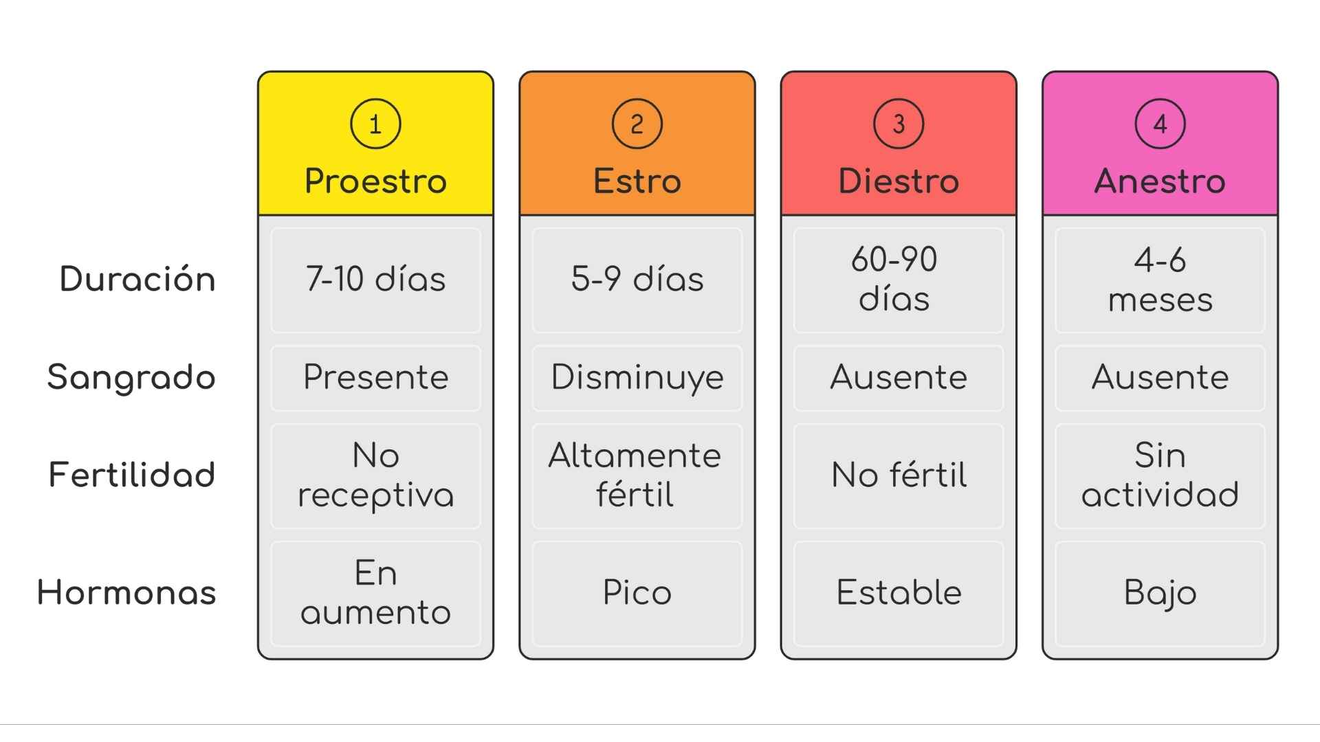 esquema fases del celo patitasco