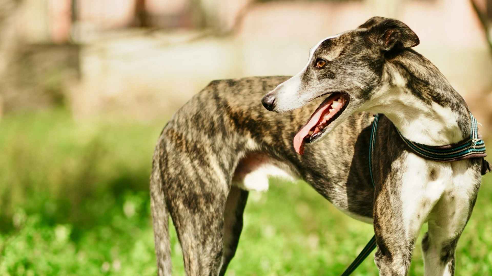 galgo