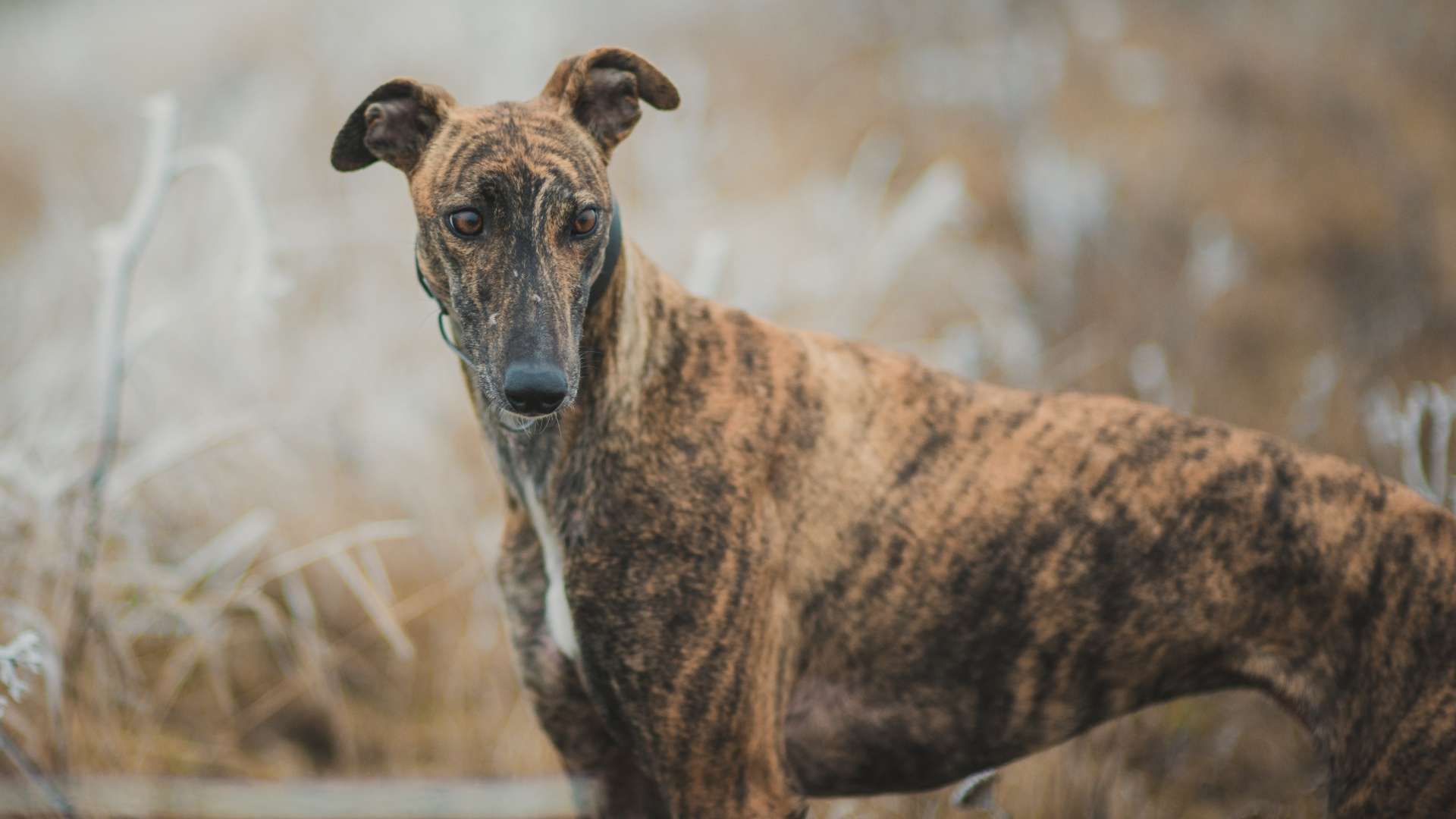 galgo