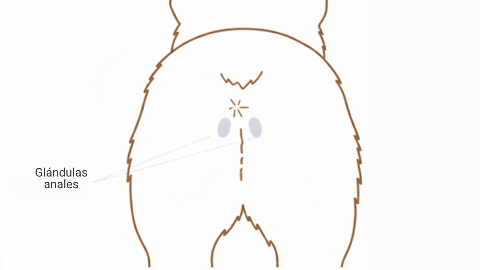 glandulas anales perro