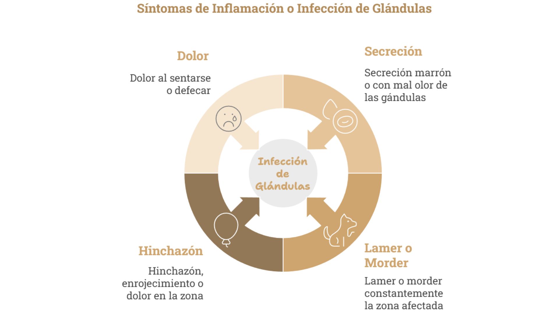 Sintomas glandulas inflamadas perro