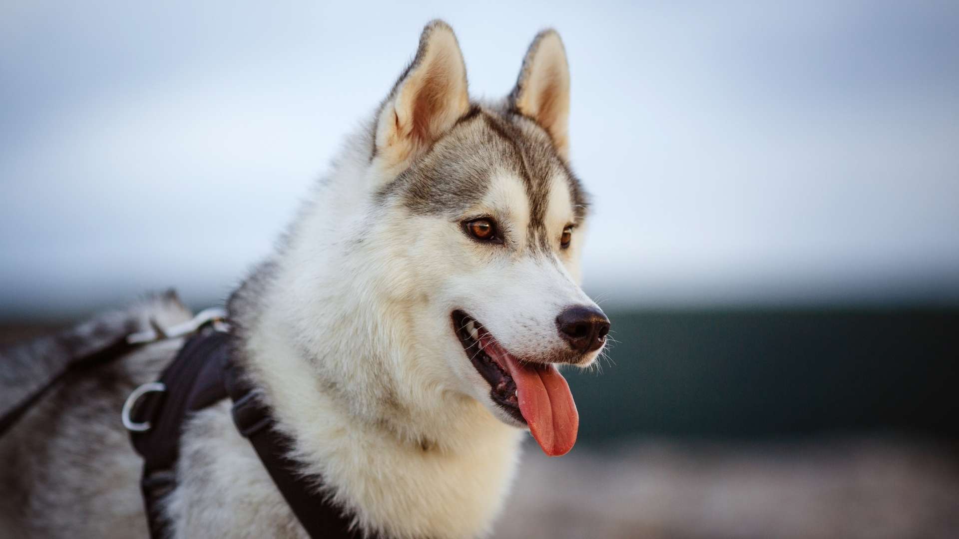 husky