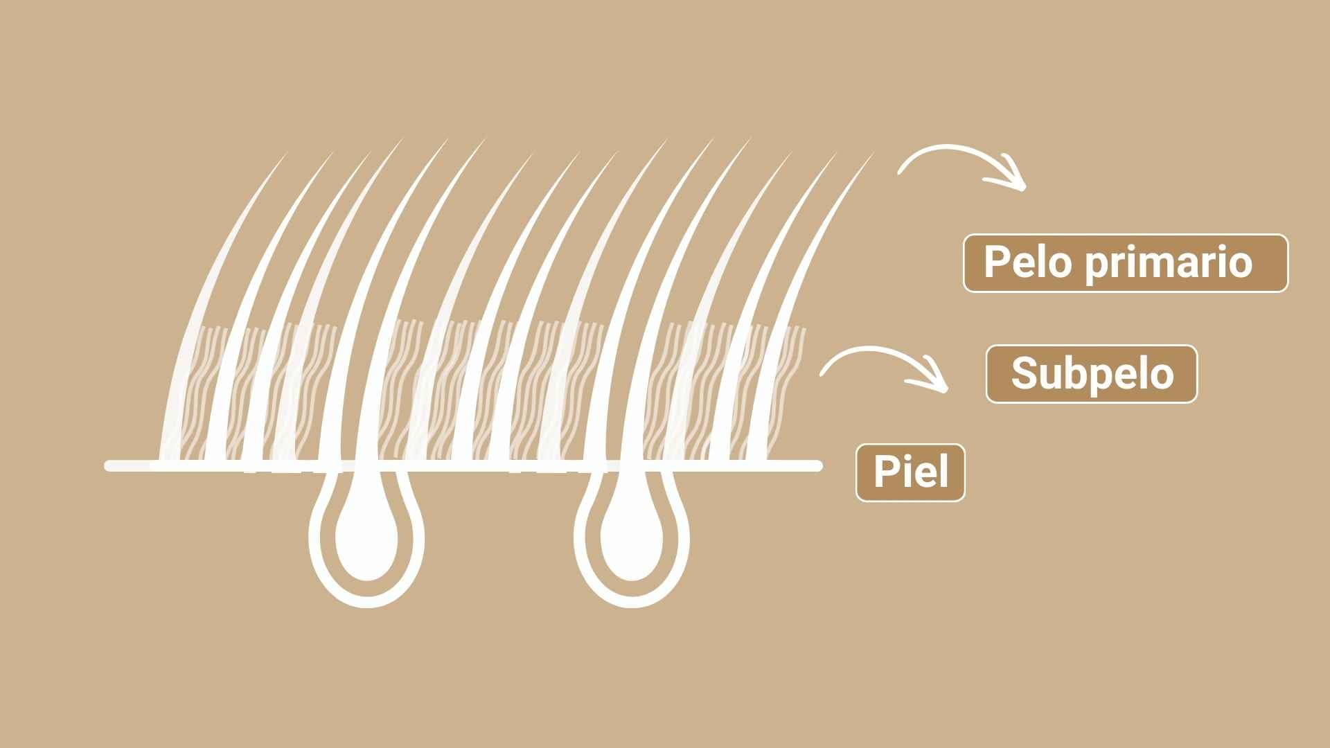 pelo y subpelo en perros