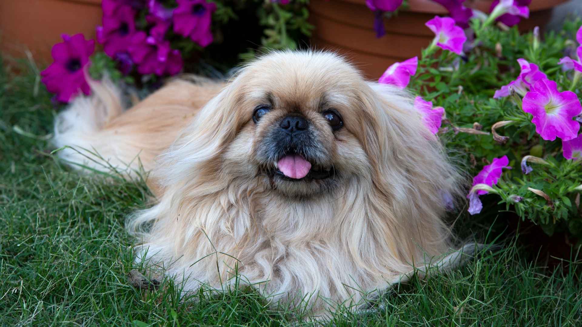 Perro Pequinés