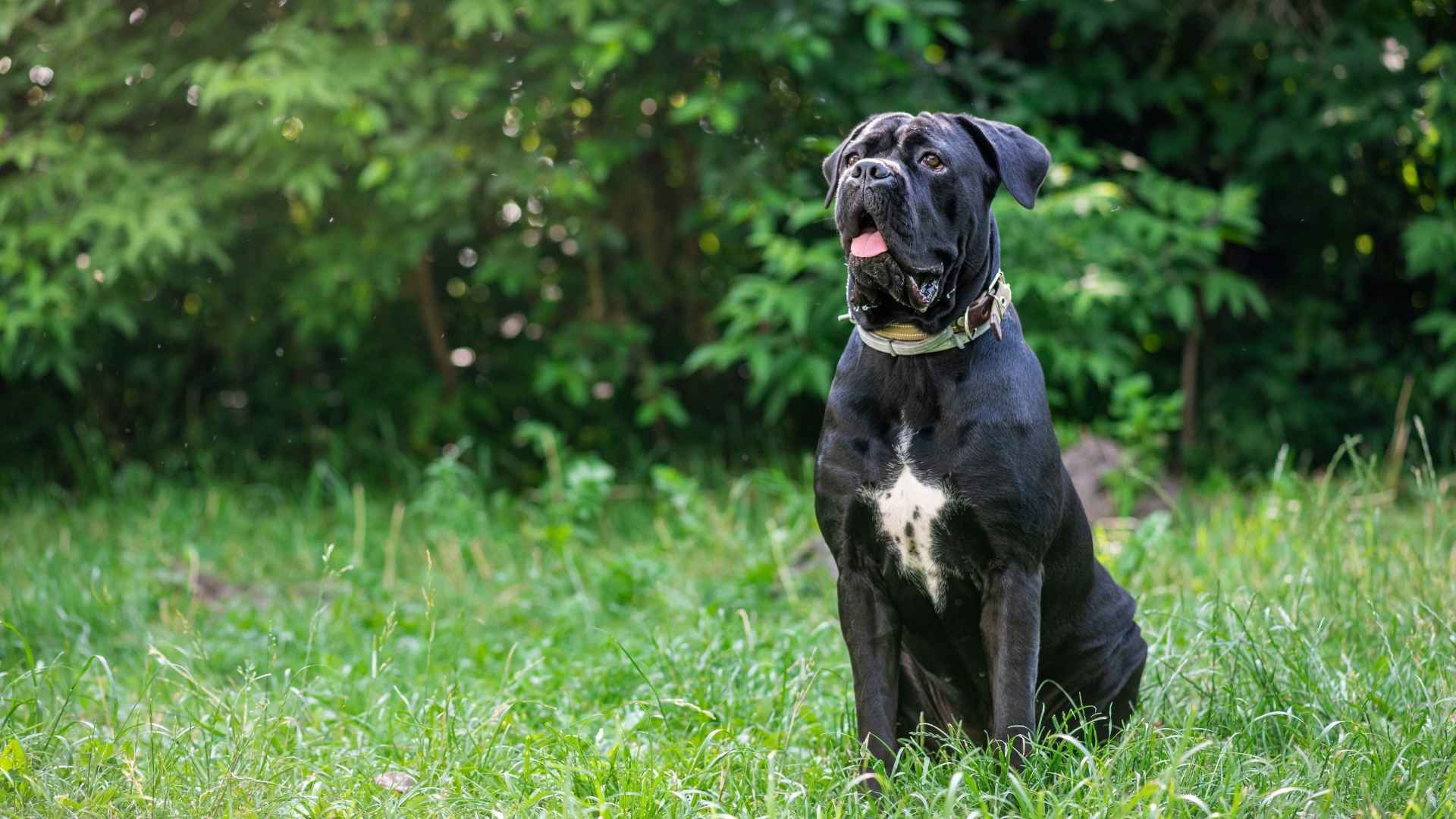 Cane Corso black dog