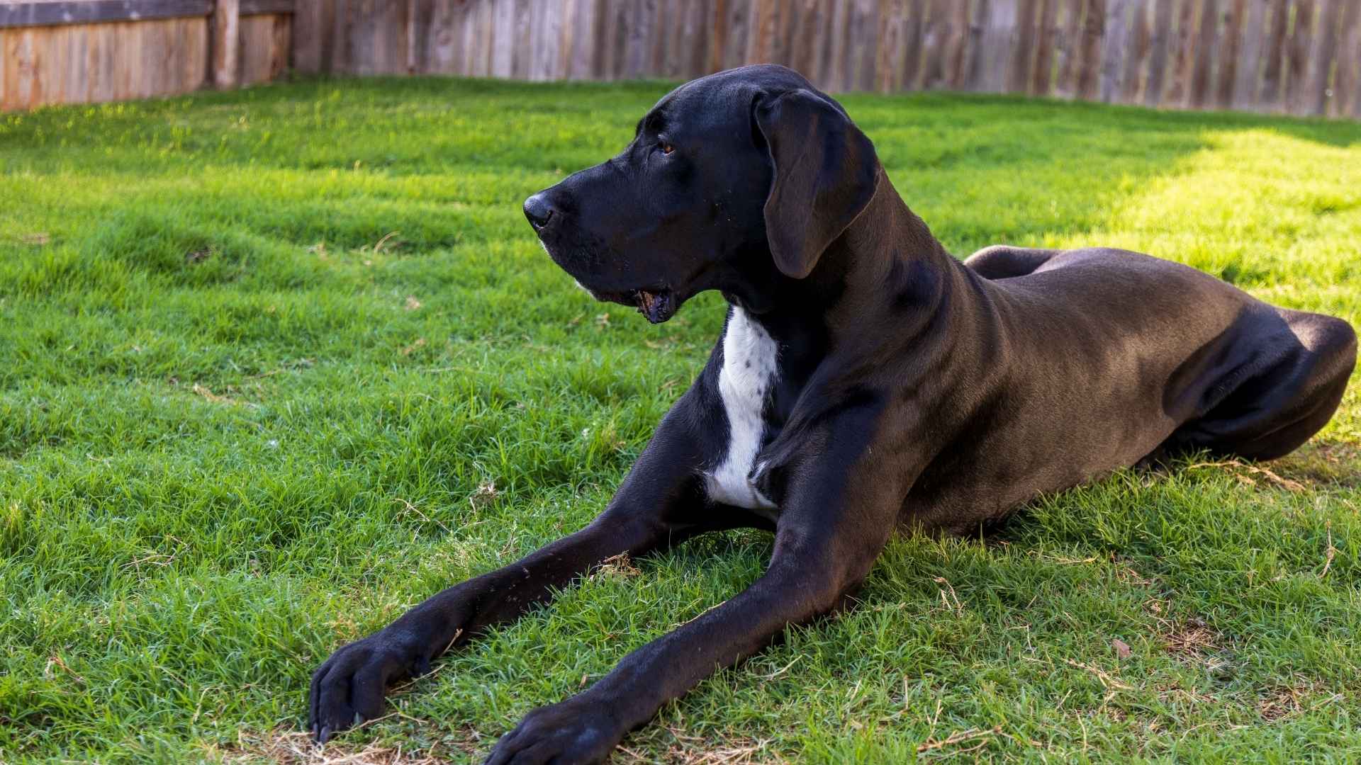 Black Great Dane Dog