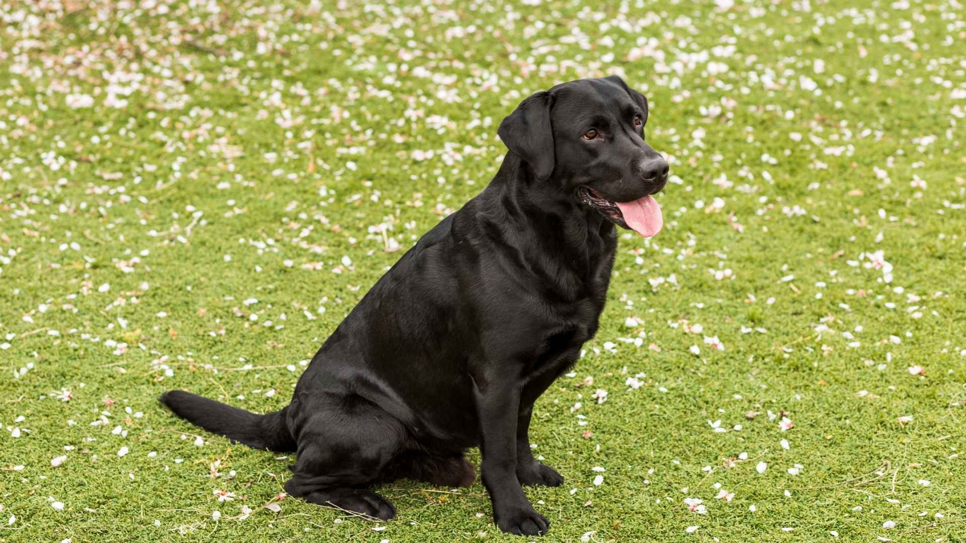 Black Labrador dog