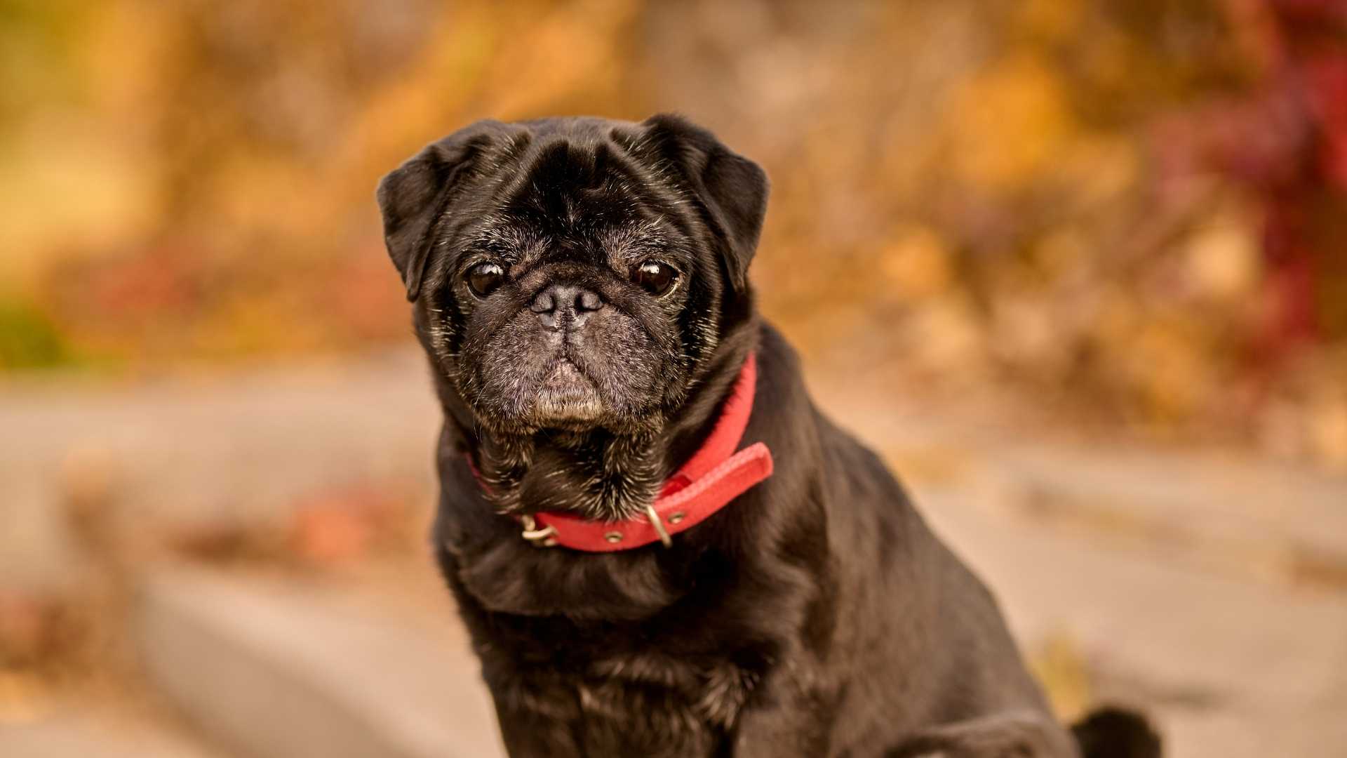 Black Pug dog