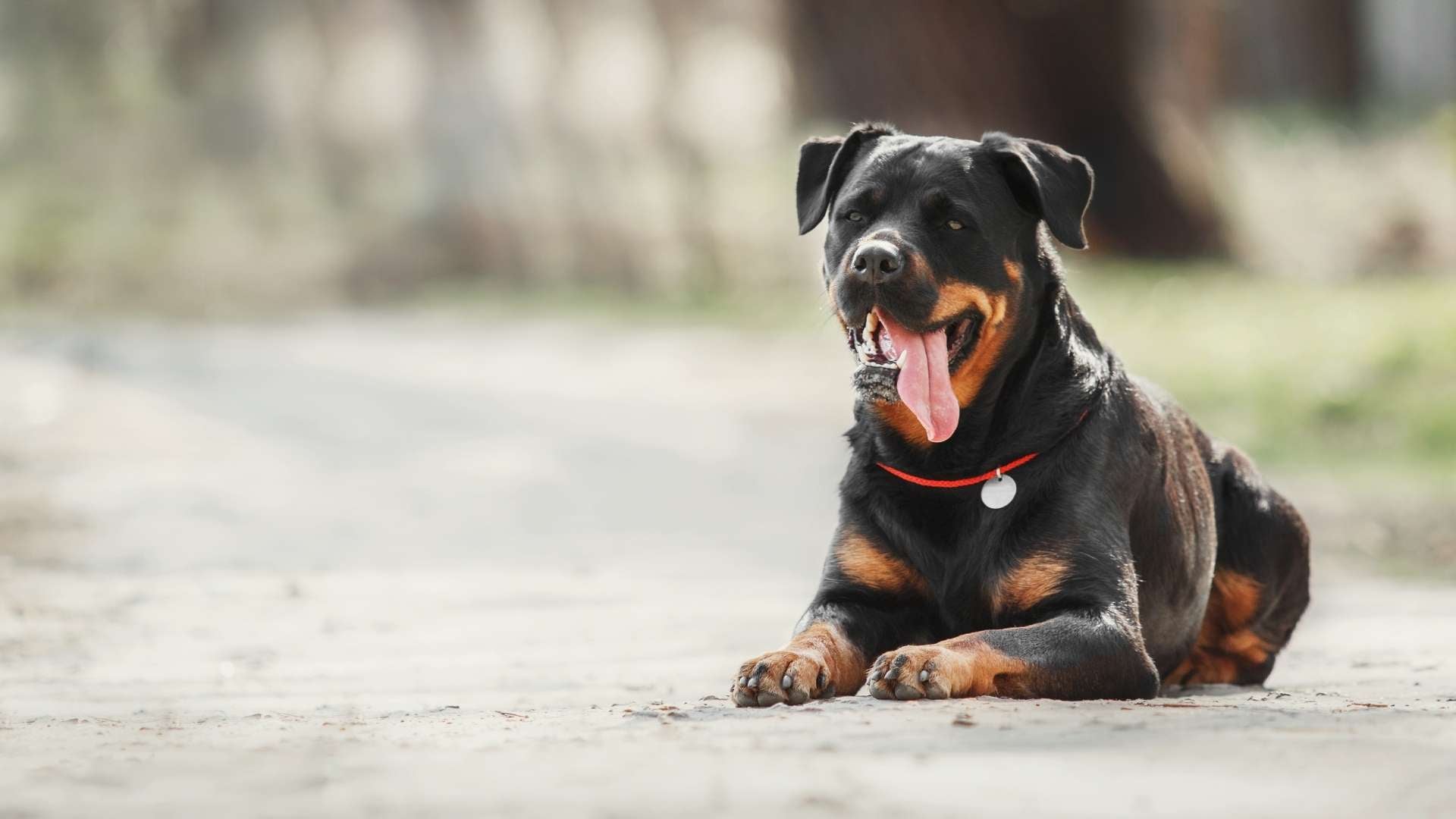 black Rottweiler dog