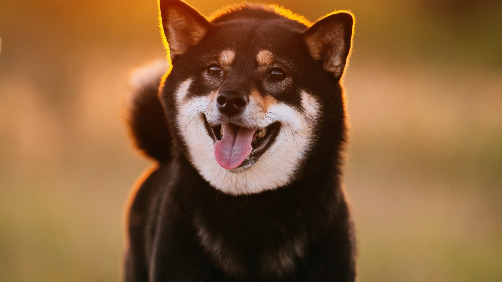 black Shiba Inu dog