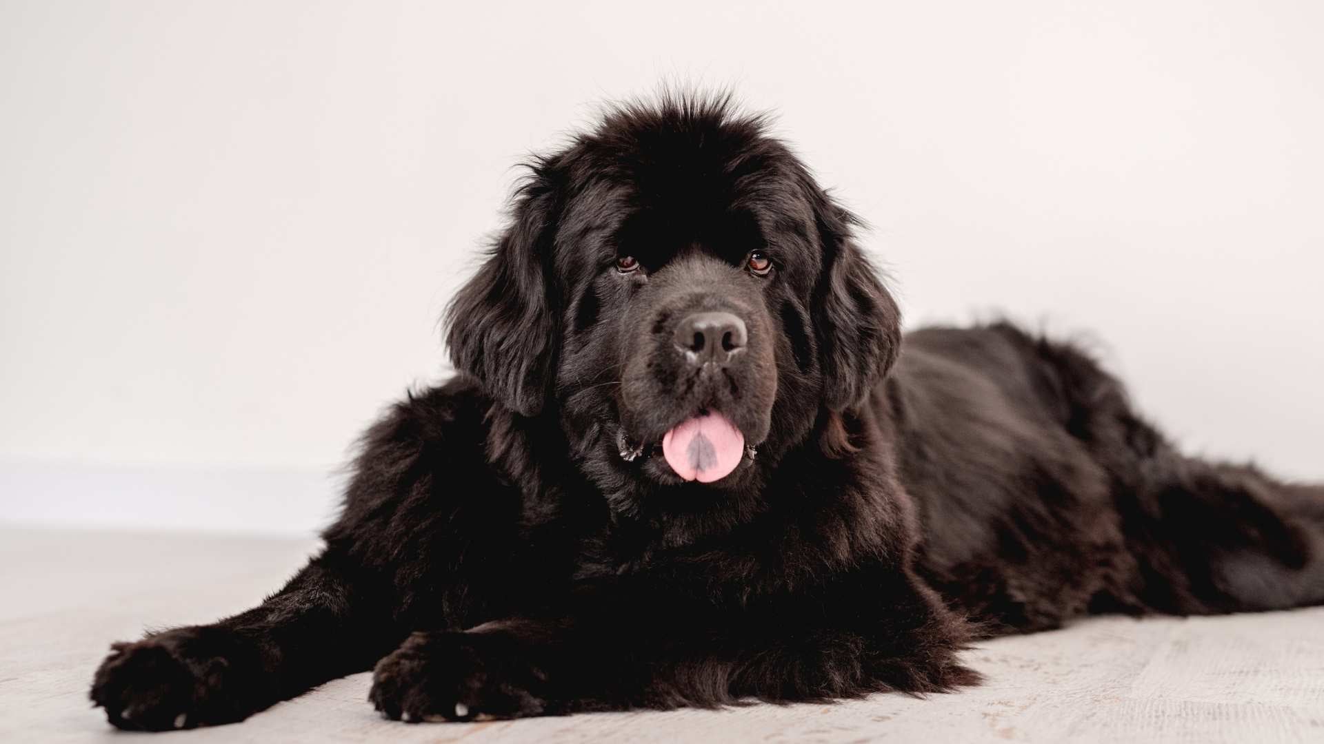 Black Newfoundland Dog