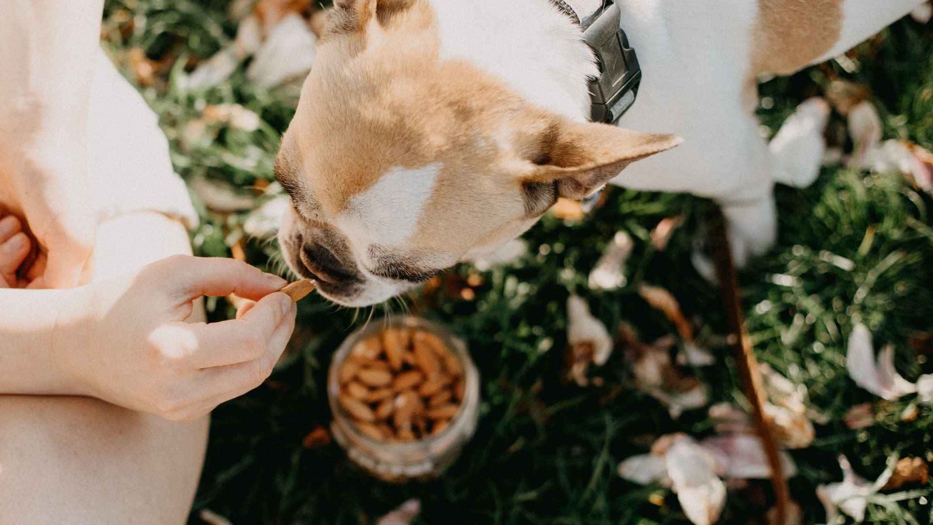 Los perros pueden comer almendras
