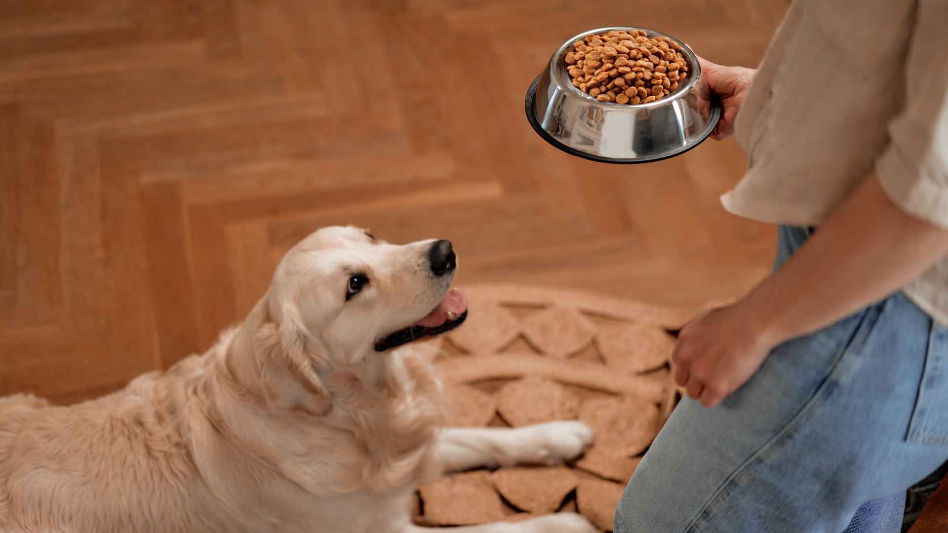 Mi perro no come pienso