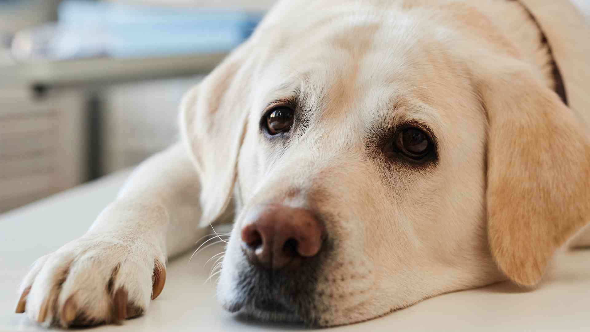 Sintomas perro resfriado